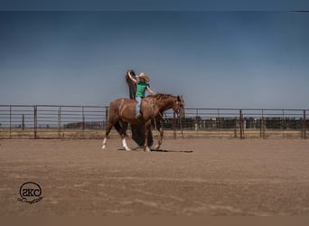 Caballo cuarto de milla, Caballo castrado, 7 años, Alazán rojizo