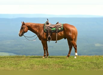 Caballo cuarto de milla, Caballo castrado, 7 años, Alazán rojizo