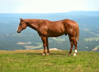 Caballo cuarto de milla, Caballo castrado, 7 años, Alazán rojizo
