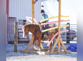 Caballo cuarto de milla, Caballo castrado, 7 años, Alazán rojizo