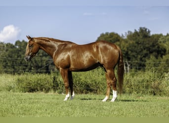 Caballo cuarto de milla, Caballo castrado, 7 años, Alazán rojizo