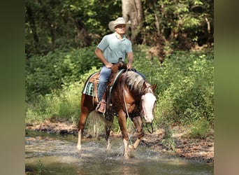 Caballo cuarto de milla, Caballo castrado, 7 años, Alazán rojizo