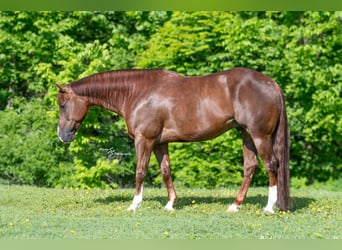 Caballo cuarto de milla, Caballo castrado, 7 años, Alazán rojizo