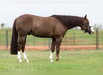 Caballo cuarto de milla, Caballo castrado, 7 años, Alazán rojizo