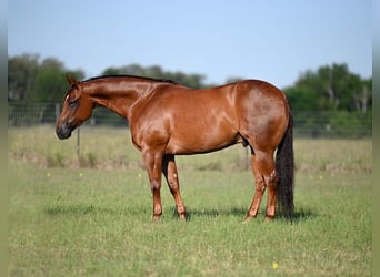 Caballo cuarto de milla, Caballo castrado, 7 años, Alazán rojizo
