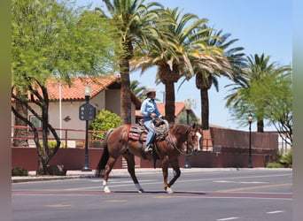 Caballo cuarto de milla, Caballo castrado, 7 años, Alazán-tostado