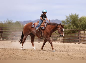 Caballo cuarto de milla, Caballo castrado, 7 años, Alazán-tostado