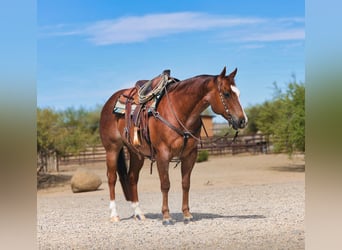 Caballo cuarto de milla, Caballo castrado, 7 años, Alazán-tostado