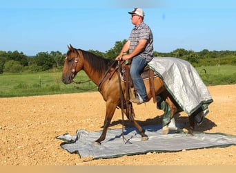 Caballo cuarto de milla, Caballo castrado, 7 años, Bayo