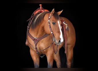 Caballo cuarto de milla, Caballo castrado, 7 años, Bayo
