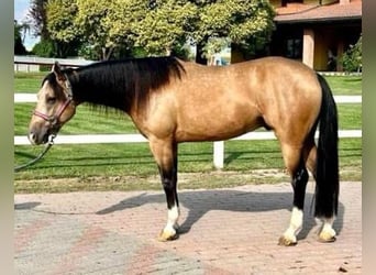 Caballo cuarto de milla, Caballo castrado, 7 años, Buckskin/Bayo