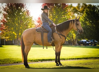 Caballo cuarto de milla, Caballo castrado, 7 años, Buckskin/Bayo