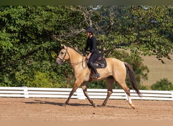 Caballo cuarto de milla Mestizo, Caballo castrado, 7 años, Buckskin/Bayo