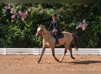 Caballo cuarto de milla Mestizo, Caballo castrado, 7 años, Buckskin/Bayo