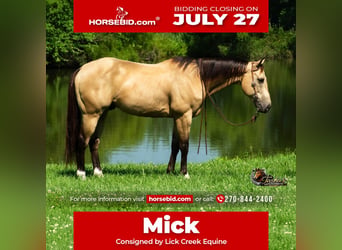 Caballo cuarto de milla, Caballo castrado, 7 años, Buckskin/Bayo