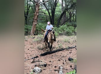 Caballo cuarto de milla, Caballo castrado, 7 años, Buckskin/Bayo