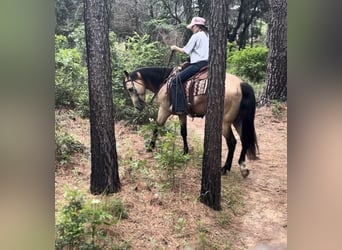 Caballo cuarto de milla, Caballo castrado, 7 años, Buckskin/Bayo