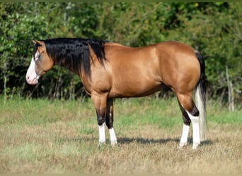 Caballo cuarto de milla, Caballo castrado, 7 años, Buckskin/Bayo