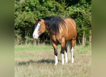 Caballo cuarto de milla, Caballo castrado, 7 años, Buckskin/Bayo