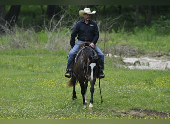 Caballo cuarto de milla, Caballo castrado, 7 años, Castaño rojizo