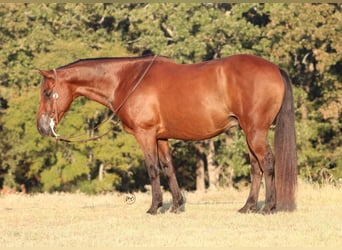 Caballo cuarto de milla Mestizo, Caballo castrado, 7 años, Castaño rojizo