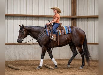 Caballo cuarto de milla, Caballo castrado, 7 años, Castaño rojizo