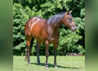 Caballo cuarto de milla, Caballo castrado, 7 años, Castaño rojizo