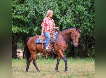Caballo cuarto de milla, Caballo castrado, 7 años, Castaño rojizo