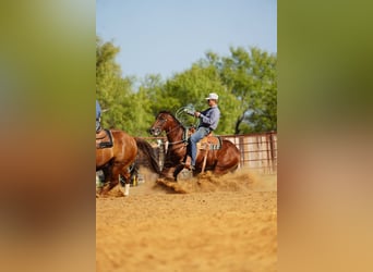 Caballo cuarto de milla, Caballo castrado, 7 años, Castaño rojizo