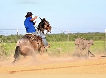 Caballo cuarto de milla, Caballo castrado, 7 años, Castaño-ruano