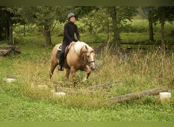 Caballo cuarto de milla, Caballo castrado, 7 años, Palomino