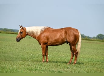 Caballo cuarto de milla, Caballo castrado, 7 años, Palomino
