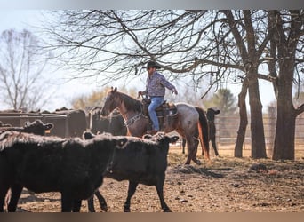 Caballo cuarto de milla, Caballo castrado, 7 años, Ruano alazán