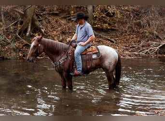 Caballo cuarto de milla, Caballo castrado, 7 años, Ruano alazán