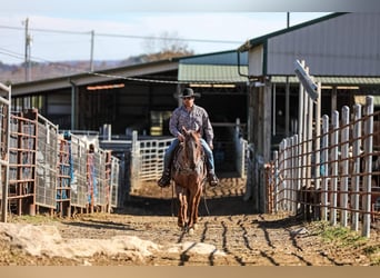 Caballo cuarto de milla, Caballo castrado, 7 años, Ruano alazán