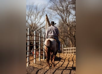 Caballo cuarto de milla, Caballo castrado, 7 años, Ruano alazán