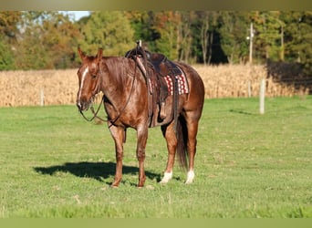 Caballo cuarto de milla, Caballo castrado, 7 años, Ruano alazán