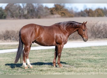 Caballo cuarto de milla, Caballo castrado, 7 años, Ruano alazán