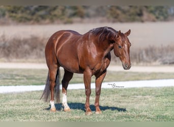 Caballo cuarto de milla, Caballo castrado, 7 años, Ruano alazán