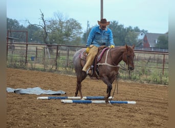 Caballo cuarto de milla, Caballo castrado, 7 años, Ruano alazán