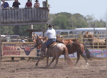 Caballo cuarto de milla, Caballo castrado, 7 años, Ruano alazán