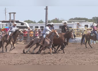 Caballo cuarto de milla, Caballo castrado, 7 años, Ruano alazán