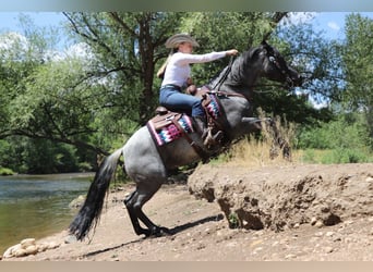 Caballo cuarto de milla, Caballo castrado, 7 años, Ruano azulado