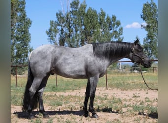 Caballo cuarto de milla, Caballo castrado, 7 años, Ruano azulado