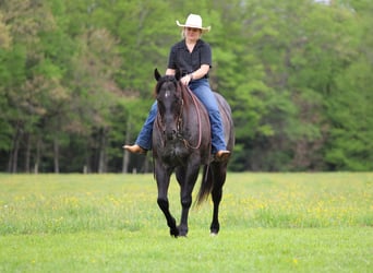 Caballo cuarto de milla, Caballo castrado, 7 años, Ruano azulado