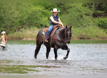 Caballo cuarto de milla, Caballo castrado, 7 años, Ruano azulado
