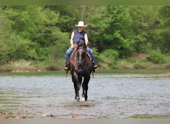 Caballo cuarto de milla, Caballo castrado, 7 años, Ruano azulado