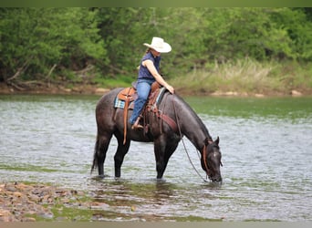 Caballo cuarto de milla, Caballo castrado, 7 años, Ruano azulado