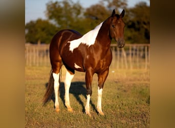 Caballo cuarto de milla, Caballo castrado, 7 años, Tobiano-todas las-capas