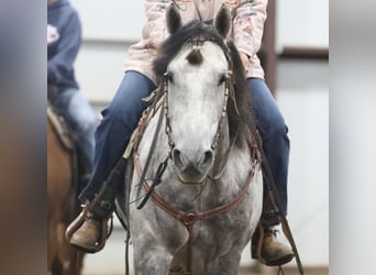 Caballo cuarto de milla, Caballo castrado, 7 años, Tordo